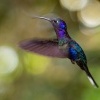 Kolibrik fialkovy - Campylopterus hemileucurus - Violet Sabrewing o1262